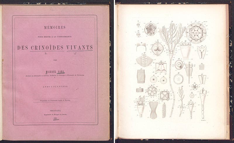 Title page of Michael Sars, Memoires … des crinoides vivants, 1868, and a plate from that volume, showing a living crinoid (Linda Hall Library)