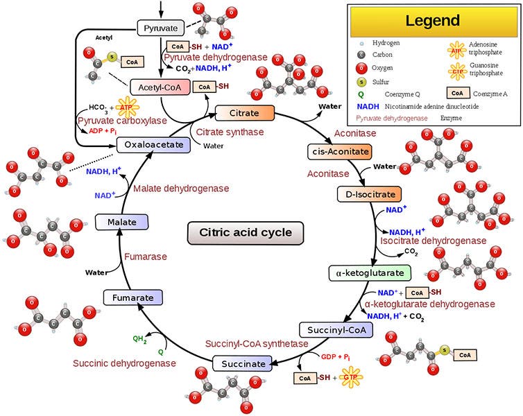 Diagram of the citric acid cycle (Wikimedia commons)