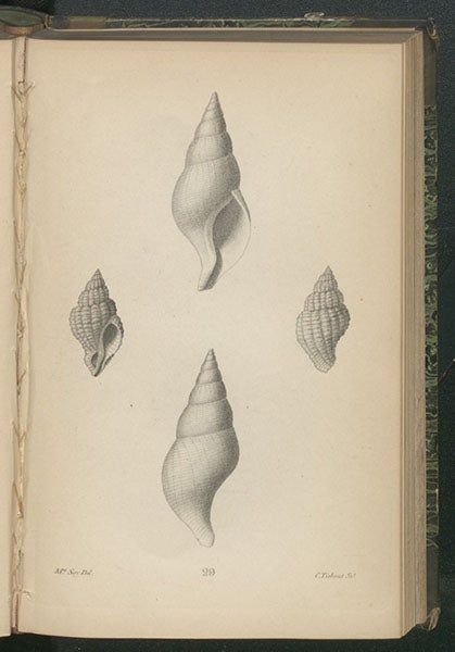 Fusus corneus and Fusus cinereus, drawn by Lucy Sistare Say, engraved plate in Thomas Say, Conchology, 1858 (Linda Hall Library)