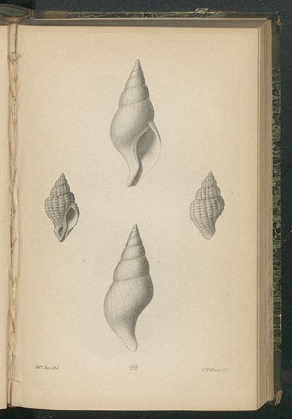 Fusus corneus and Fusus cinereus, drawn by Lucy Sistare Say, engraved plate in Thomas Say, Conchology, 1858 (Linda Hall Library)