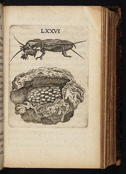 A mole cricket with its underground nest of eggs, engraving from Johannes Goedaert, Metamorphosis, 1662-69 (Linda Hall Library)