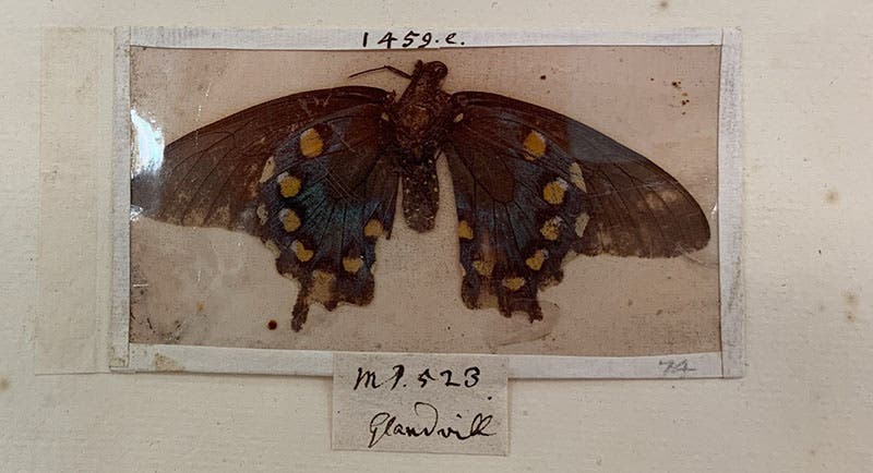 Battus philenor, the Pipevine Swallowtail, specimen sent by Eleanor Glanville to James Petiver, ca 1700, preserved with mica and paper, Glanville name in ink on label; James Petiver Historical Entomology Collection, Natural History Museum of London, c. 1700 (photo by the author)