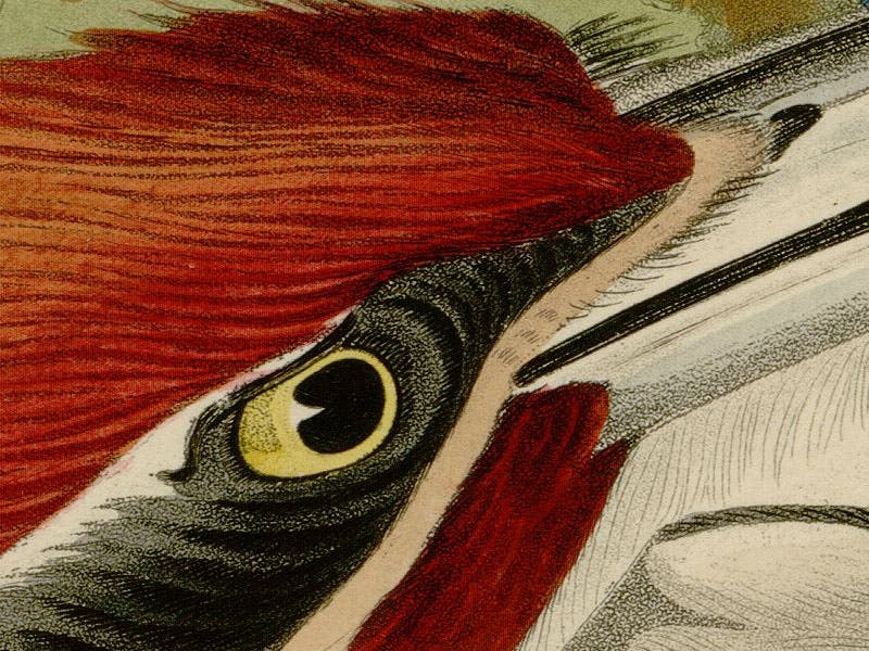 Detail of fourth image, Pileated Woodpecker, showing Havell’s use of aquatint in the beak and the eye (Wikimedia commons)