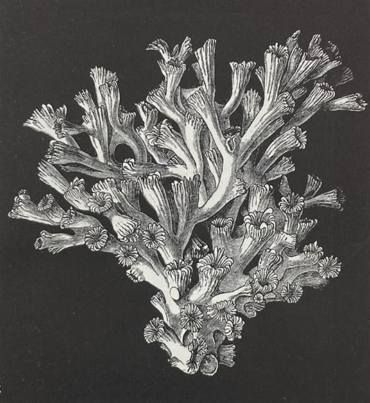 Lophohelia prolifera, a deep-sea sponge, wood engraving, in The Depths of the Sea, by Charles Wyville Thomson, p. 169, 1873 (Linda Hall Library)