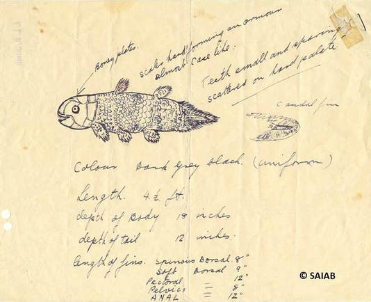 Drawing by Marjorie Courtenay-Latimer of the strange fish recovered in East London, RSA, on Dec. 22, 1938, part of a letter to J.L.B. Smith, sent the next day, and preserved in the SAIAB, Grahamstown, RSA (pbs.org)