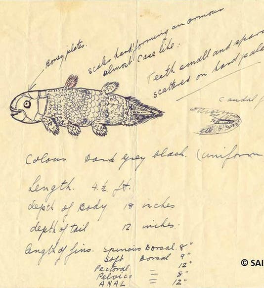Drawing by Marjorie Courtenay-Latimer of the strange fish recovered in East London, RSA, on Dec. 22, 1938, part of a letter to J.L.B. Smith, sent the next day, and preserved in the SAIAB, Grahamstown, RSA (pbs.org)