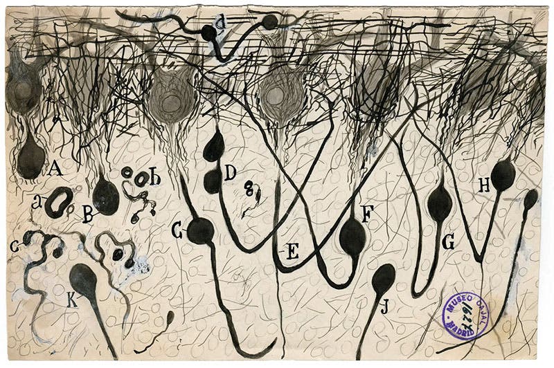 Axon of Purkinje neurons in the cerebellum, ink and pencil on paper, drawing by Santiago Ramón y Cajal, undated, Cajal Institute (CSIC), Madrid (nytimes.com)