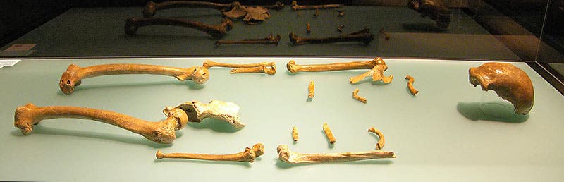 The fossil bones of Neanderthal 1 that were recovered from the Feldhofer quarry in 1856, now on display in the Rheinisches Landesmuseum Bonn (donsmaps.com)