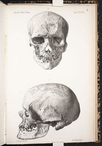 Two views of the skull of Cro-Magnon 1, found by Louis Lartet in 1868, lithograph, “Memoire sur une sepultre des anciens troglodytes de Perigord," by Louis Lartet, Annales des sciences naturelles, 5th ser., Zoologie et Paleontologie, 1868, vol. 10, plate 2, 1868 (Linda Hall Library)
