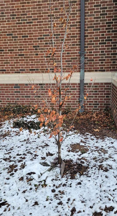 Persian Ironwood winter