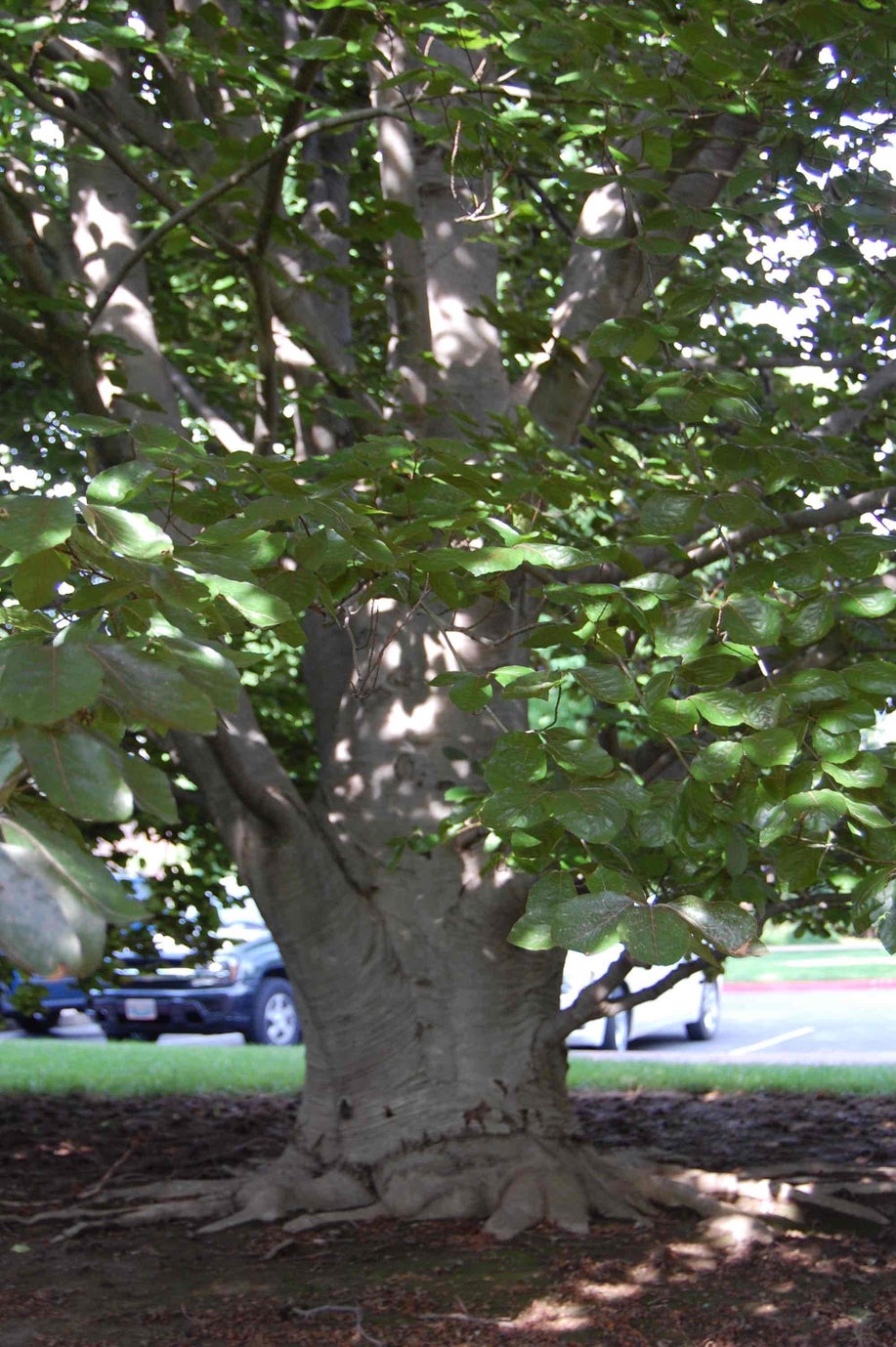 European Beech summer