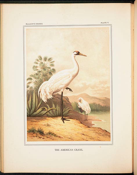 American crane, chromolithograph, from Frans Blaauw, A Monograph of the Cranes, 1897 (Linda Hall Library)
