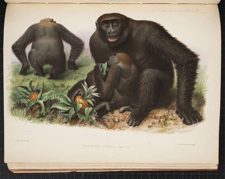 Gorilla family, hand-colored lithograph by Joseph Wolf, Transactions of the Zoological Society of London, vol. 5, 1866 (Linda Hall Library)