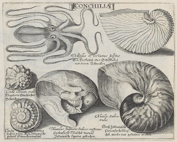 Paper and pearly nautilus, engraving, Basil Besler, Continuatio rariorum, 1622 (Linda Hall Library)