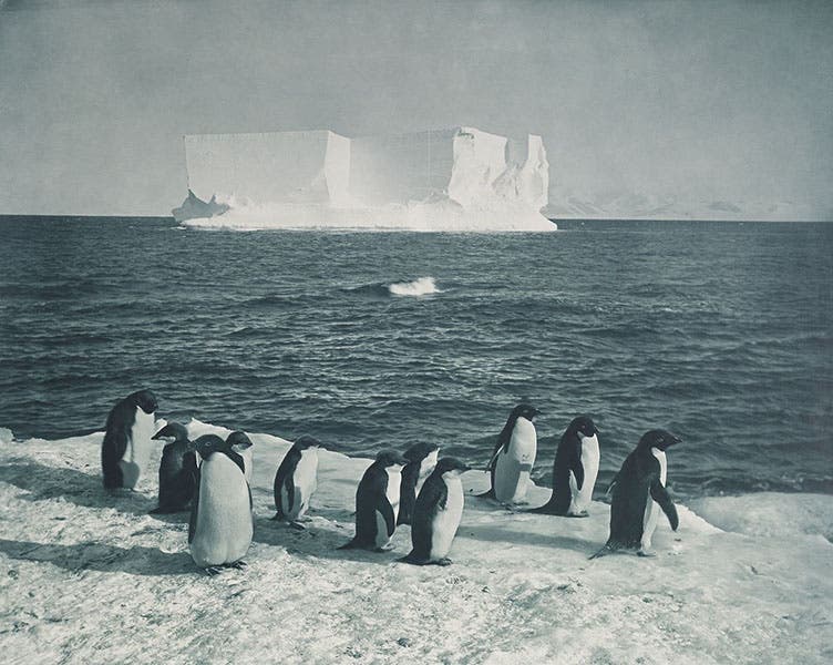Tabular iceberg with Adelie penguins, photograph by Herbert Ponting, Feb. 13, 1911, Royal Collection, Windsor (rct.uk)