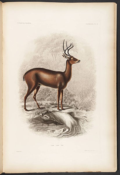 Black-tailed deer, drawn by Titian Peale, from John Cassin, Mammalogy and Ornithology, 1858 (Linda Hall Library)
