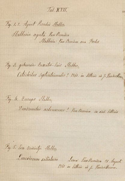 Tipped in hand-written sheet for plate 17 (second image) of Martinus Slabber, Natuurkundige verlustigingen, 1778, giving 19th-century scientific names for Slabber’s species (Linda Hall Library)