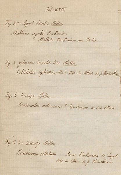 Tipped in hand-written sheet for plate 17 (second image) of Martinus Slabber, Natuurkundige verlustigingen, 1778, giving 19th-century scientific names for Slabber’s species (Linda Hall Library)