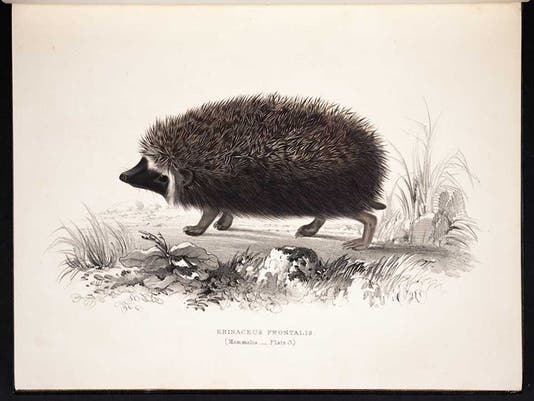<i>Erinaceus frontalis</i>, African hedgehog, Andrew Smith, <i>Illustrations of the Zoology of South Africa: Mammalia</i>, 1849 (Linda Hall Library)
