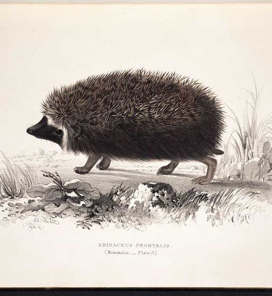 <i>Erinaceus frontalis</i>, African hedgehog, Andrew Smith, <i>Illustrations of the Zoology of South Africa: Mammalia</i>, 1849 (Linda Hall Library)