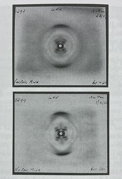 Two X-ray diffraction images of DNA, taken by Elwyn Beighton at Leeds in May-June, 1951, but not published, fig. 20 in The Man in the Monkeynut Coat, by Kersten T. Hall (Oxford Univ. Pr., 2014), p. 146 (Author’s copy)