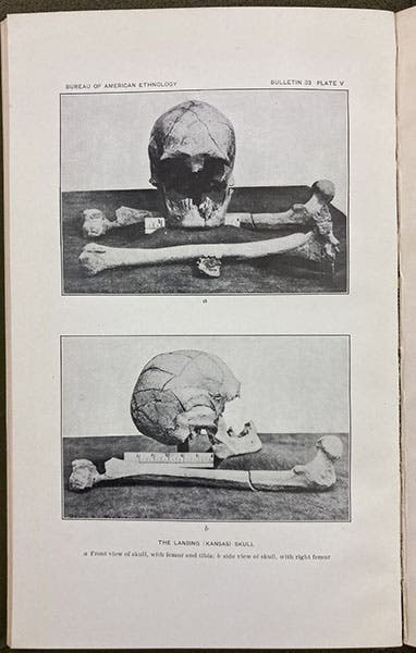 The Lansing skull from Kansas, photograph, Skeletal Remains Suggesting or Attributed to Early Man in North America, by Aleš Hrdlickǎ, 1907 (Linda Hall Library)