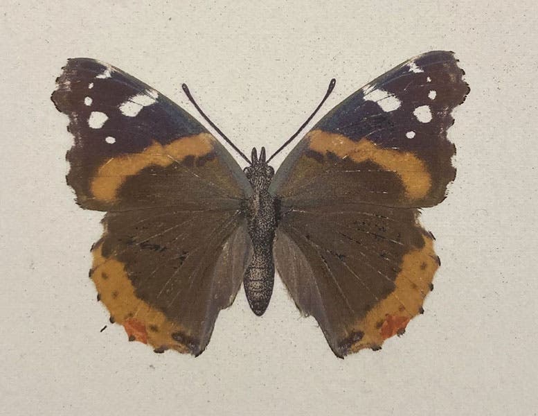 Red Admiral butterfly, a nature print, detail of sixth image below, As Nature Shows Them: Moths and Butterflies of the United States, by Sherman Foote Denton, vol. 2, 1900 (Linda Hall Library)