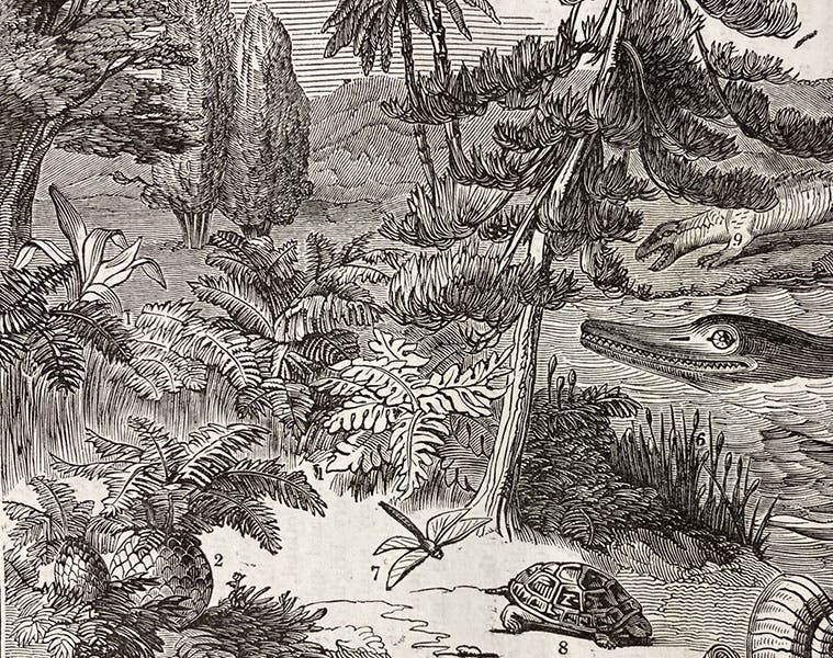 Cycads (2), Mare’s tail (6), dragonfly (7), detail of woodcut, The Penny Magazine, vol. 2, no. 100, p. 408, Oct. 26, 1833 (The Linda Hall)