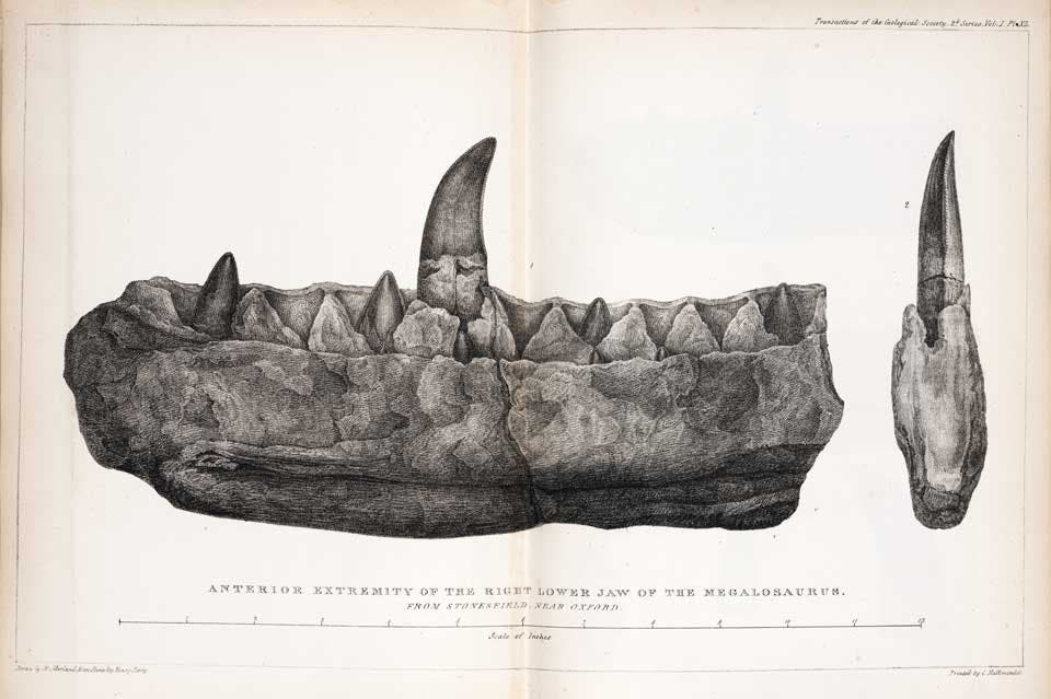 Anterior extremity of the Megalosaurus jaw. This work was on display in the original exhibition as item 1. Image source: Buckland, William. "Notice on the Megalosaurus or great Fossil Lizard of Stonesfield," in: Transactions of the Geological Society of London, series 2, vol. 1 (1824), pl. 40.