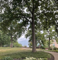 Chestnut Oak summer