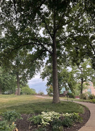 Chestnut Oak summer