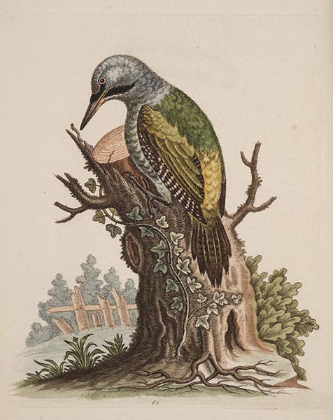 Grey-headed green woodpecker, hand-colored etching, A Natural History of Birds, by George Edwards, vol. 2, pl 65, 1747, University of Wisconsin-Madison Libraries (search.library.wisc.edu