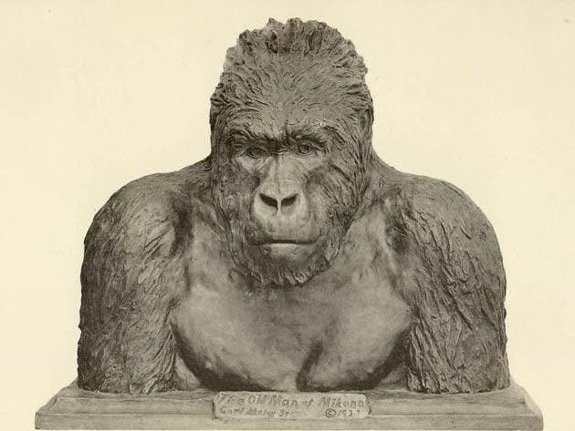 “The Old Man of Mikeno,” bronze bust of a mountain gorilla, by Carl Akeley, Brooklyn Museum, 1923 (Wikimedia commons)