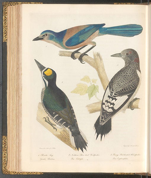 Florida jay (top), northern three-toed woodpecker (left) and young red-headed woodpecker (right), hand-colored engraving by Alexander Lawson after drawing “from nature” by Alexander Rider, in American Ornithology, by Charles-Lucien Bonaparte, vol. 2, 1828 (Linda Hall Library)
