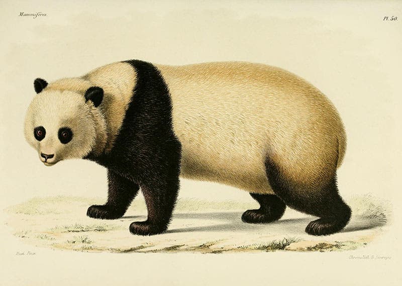 Ailuropus melanoleucus, the black-and-white panda, in Alphonse Milne-Edwards, Recherches pour servir l'histoire naturelle des mammifères, 1868-74 (Smithsonian Institution Libraries)