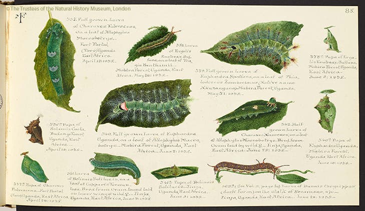 A page from Margaret Fountaine’s sketchbooks (Natural History Museum, London)