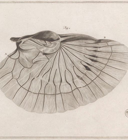 The wing of an earwig, viewed natural size (<i>bottom right</i>) and through the microscope, from George Adams, Jr., <i>Essays on the Microscope</i>, 1787 (Linda Hall Library)