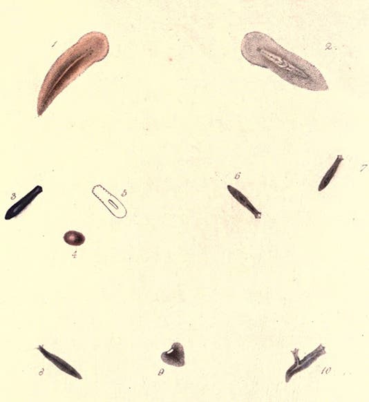 Plate illustrating regeneration in planariae, engraving by W&D Sizars after drawing by J. Syme and W. Lizars, in John Graham Dalyell, <i>Observations on some interesting phenomena in animal physiology</i>, 1814 (babel.hathitrust.org)