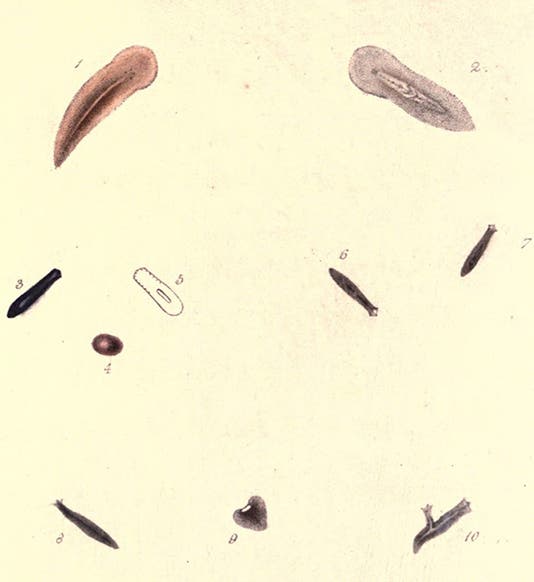 Plate illustrating regeneration in planariae, engraving by W&amp;D Sizars after drawing by J. Syme and W. Lizars, in John Graham Dalyell, <i>Observations on some interesting phenomena in animal physiology</i>, 1814 (babel.hathitrust.org)