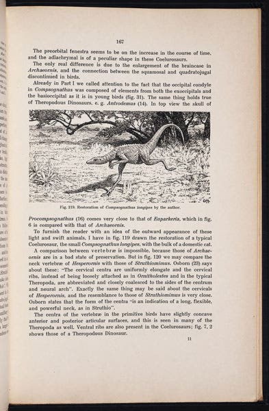 Full page with drawing of Compsognathus running (for detail, see first image), drawing by Gerhard Heilmann, in his The Origin of Birds, 1926 (Linda Hall Library)