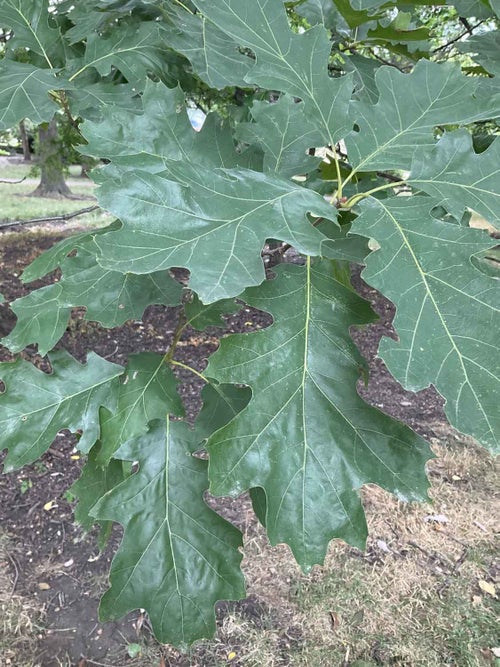 Schneck Oak leaf