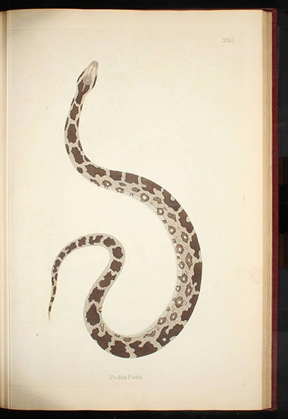 “Pedda Poda” a variety of Indian rock python, hand-colored engraving by William Skelton, in Patrick Russell, Account of Indian Serpents, 1796 (Linda Hall Library)