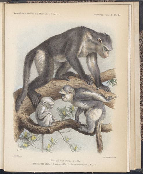 A female Rhinopithecus beita, or black-and-white snub-nosed monkey, with a juvenile and an infant, chromolithograph by Adolphe Millot, in Nouvelles Archives du Muséum d’Histoire Naturelle, ser. 3, vol. 10, plate 10, 1898 (Linda Hall Library)
