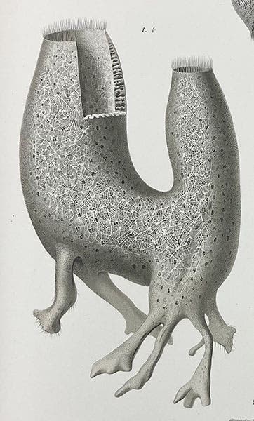 Schaudinnia arctica, a glass sponge, detail of fourth image, Fritz Schaudinn and Fritz Römer, Fauna Arctica, vol. 1, 1900 (Linda Hall Library)