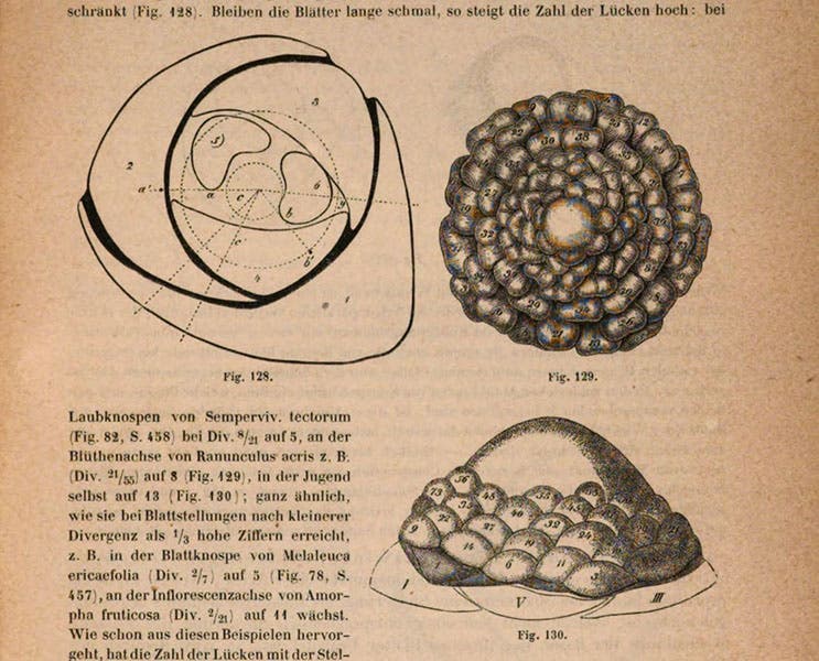New buds, numbered in order of appearance, around the apical meristem of a plant, diagrams in Allgemeine Morphologie der Gewächse, by Wilhelm Hofmeister, p. 493, 1868, Bavarian State Library, Munich (digitale-sammlungen.de)
