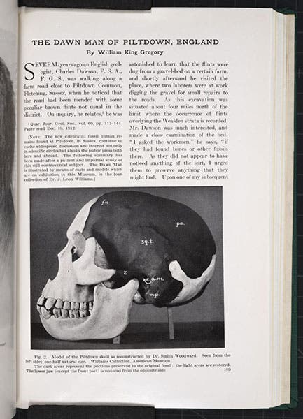 Reconstruction of Piltdown skull fragments by William King Gregory, based on work of Arthur Smith Woodward, first page of Gregory’s article, American Museum Journal, vol. 14, 1914 (Linda Hall Library)