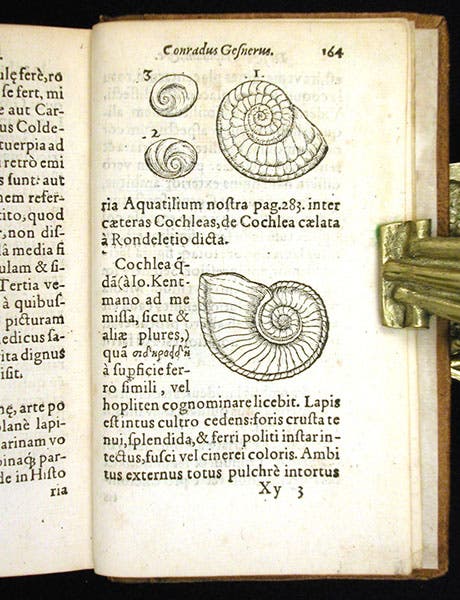 Ammonites, woodcut in De rerum fossilium, by Conrad Gessner, 1565 (Linda Hall Library)
