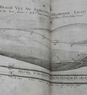 Detail of an engraving (<i>fifth image</i>) showing valves in the veins in the arm, Girolamo Fabrici d'Acquapendente, <i>De venarum ostiolis</i>, 1603 (Sophia Rare Books)