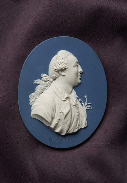Jasper medallion portrait of Johann Reinhold Forster, by Wedgwood and Bentley, 1775-80, National Museum of Australia