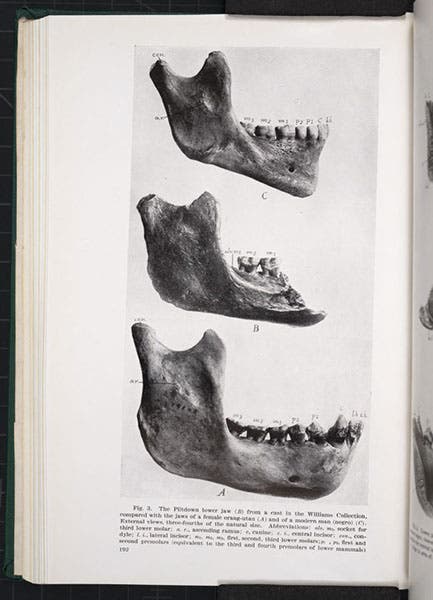 The Piltdown jaw fragment (center), compared to that of an orangutan (